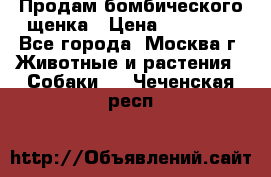 Продам бомбического щенка › Цена ­ 30 000 - Все города, Москва г. Животные и растения » Собаки   . Чеченская респ.